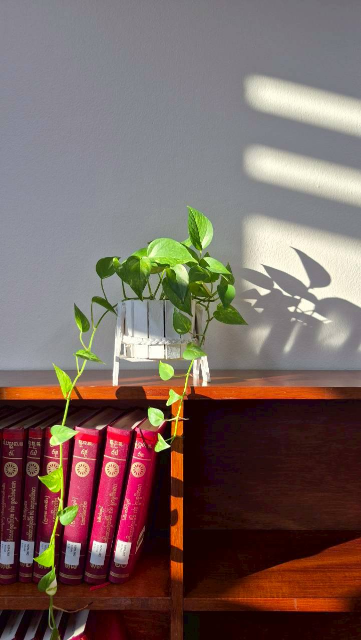 Plant